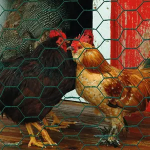 2 Inch <strong>Hexagonal</strong> Galvanized Poultry Netting PVC Coated <strong>Hexagonal</strong> Chicken Wire <strong>Mesh</strong> Fence - Product Image 2