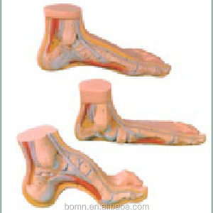 Santé des pieds et pieds anormaux (pieds normaux, pieds plats, pieds arqués) - Product Image 1