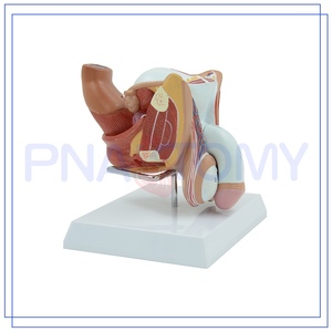 Model Alat Kelamin Pria Ukuran Asli 4 Bagian PNT-0572 - Product Image 2