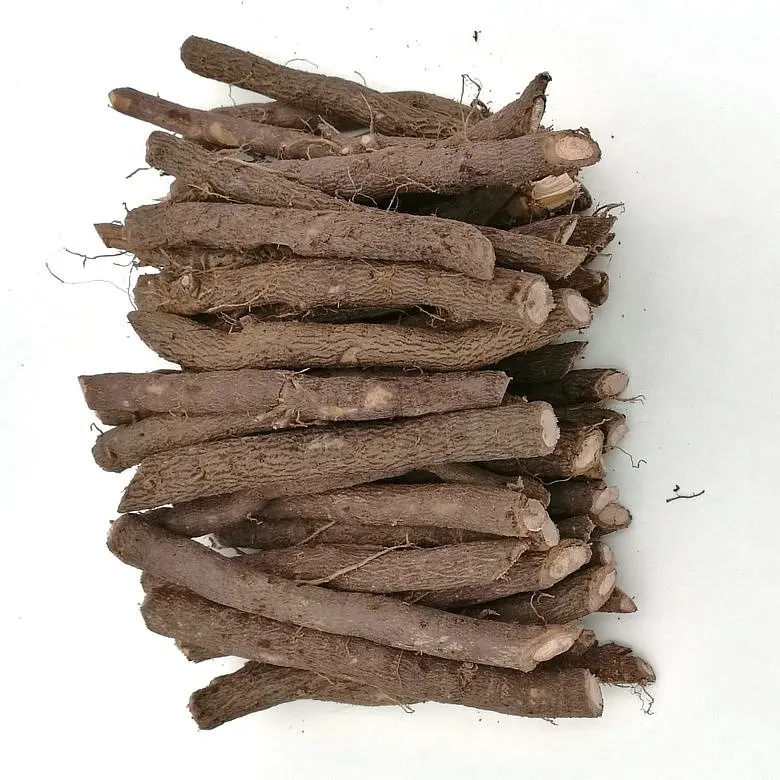 Paulownia корень, China культура тканей растений, гибридный корень, 99% становится сухим устойчивы