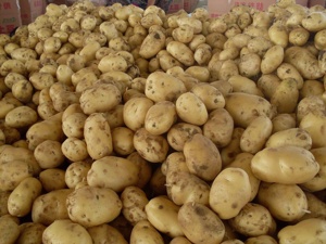 Fresco Holland Patate - Product Image 6