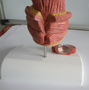 Gelsonlab HSBM-298 <span class=keywords><strong>Model</strong></span> Arteri Anatomi dan Pembuluh Darah untuk <span class=keywords><strong>Model</strong></span> Pengajaran Medis - Product Image 3