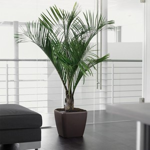 Petit, moyen et grand <span class=keywords><strong>pot</strong></span> <span class=keywords><strong>de</strong></span> fleurs carré en plastique et pots <span class=keywords><strong>de</strong></span> plantes auto-arrosants pour bureau, bureau, sol et jardin - Product Image 4