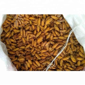 Gusano de seda para alimentos, precio con descuento - Product Image 4