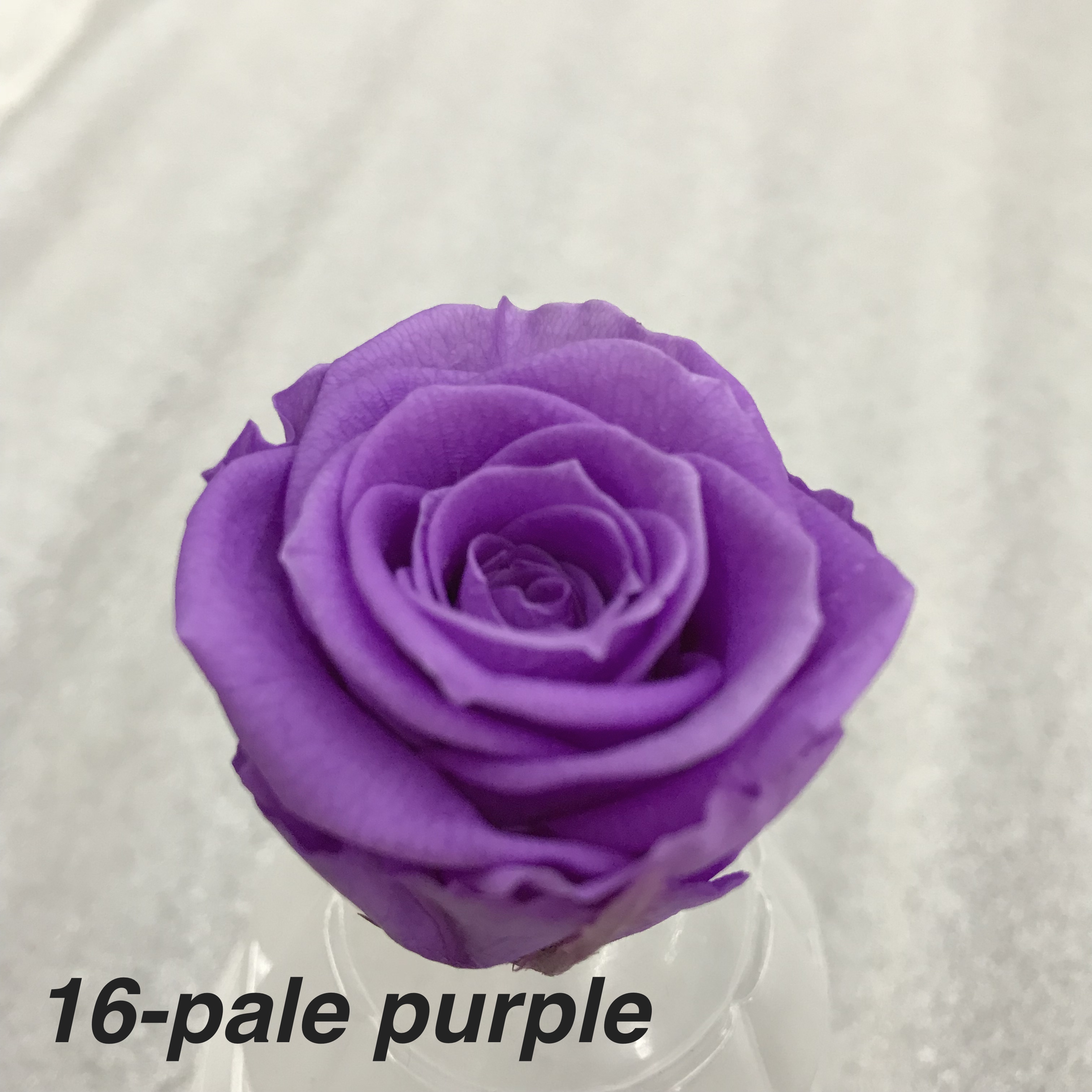 Pale Purple