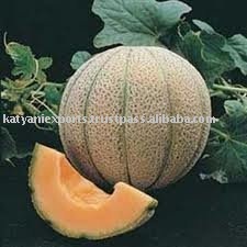 100 % Pure Organic Indian Musk Melon Oil - Product Image 5