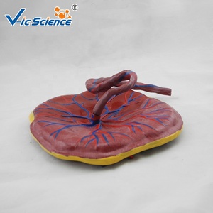 <span class=keywords><strong>Cuerpo</strong></span> <span class=keywords><strong>humano</strong></span> unido al modelo de anatomía placentaria del cordón umbilical modelo de educación anatómica de la Escuela de Ciencias Médicas - Product Image 2