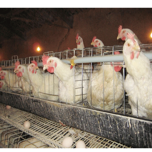 Tedarik sıcak satış ucuz horoz Broiler - Product Image 5
