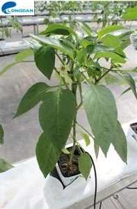 Landbouw Hydrocultuur Steenwolblokken Voor Aanplant - Product Image 5