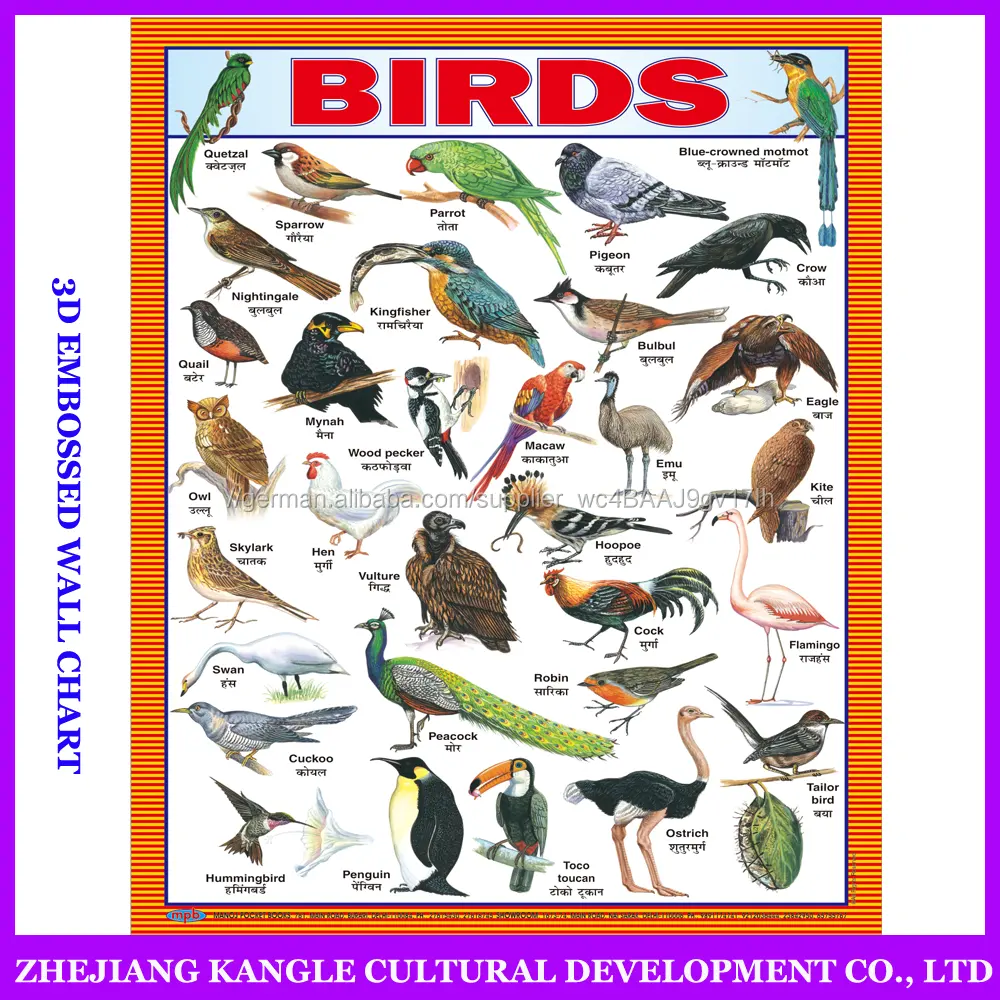 Indien sprache großhandel gesprochen wandkarte kinder spielzeug educational wandkarte mit verschiedenen vögel aufkleber