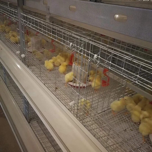 Automatic Hot Dip Galvanized Pullet Baby Chicks Battery Cage for Day Old Layer Chicken