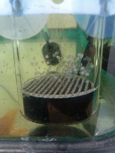 Acquario serbatoio di pesce Ciclidi <span class=keywords><strong>egg</strong></span> incubatore per la vendita - Product Image 3