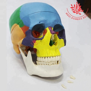 Modelo de cráneo médico FRT021 cabeza de plástico humana mandíbula puede abrir Skullcap extraíble estudiante médico modelo de Anatomía Humana - Product Image 2