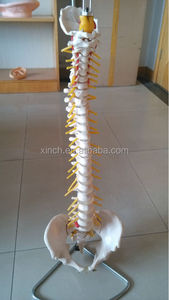 Modelo de Columna Vertebral de Plástico de Tamaño Natural con Pelvis - Product Image 3