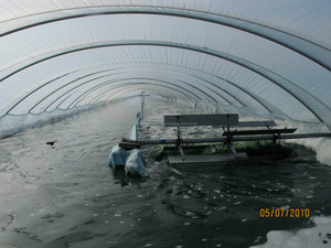 Natural organic <span class=keywords><strong>spirulina</strong></span> powder buyer, seaweed powder, healthy food quality, manufacturer - Product Image 5
