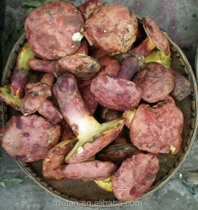 Detan salvaje <span class=keywords><strong>Boletus</strong></span> <span class=keywords><strong>Edulis</strong></span> <span class=keywords><strong>precio</strong></span> - Product Image 2