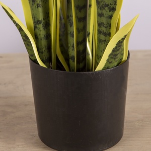 Personalizzata artificiale succulente bonsai a buon mercato verde decorativo pianta da <span class=keywords><strong>giardino</strong></span> decorazione erba artificiale - Product Image 4