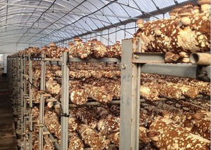 <span class=keywords><strong>Shiitake</strong></span>, ostra, cogumelo reishi madeira/micélio - Product Image 2