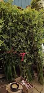 Plante artificielle imperméable en plastique <span class=keywords><strong>bambou</strong></span>, paysage du Guangdong - Product Image 2