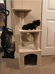 Condo chat Maison Chat Escalade Arbre à Chat Meubles Chatons Tour D'activités - Product Image 2