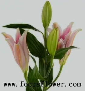 프로모션 높은 품질 패브릭 백합 꽃 신선한 백합 꽃 sorbonne lile 운남
