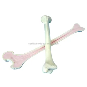 Orthopaedic bones Model For Cut,Drilled, Tapped Or Gouged