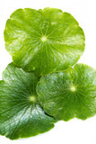 Chino Jin Qian Cao <span class=keywords><strong>Desmodium</strong></span> Styracifolium polvo de extracto de - Product Image 2