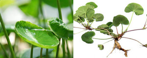Estratto di Centella Asiatica B.C.I Supply, Polvere di Gotu Kola con <span class=keywords><strong>Asiaticoside</strong></span> - Product Image 4
