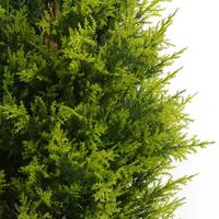 PZ1353 Vente chaude : Arbres artificiels d'extérieur, topiaires, bonsaïs, plantes artificielles de cèdre pour la décoration
