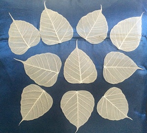 Lá Xương Cây Bồ Đề - Product Image 5