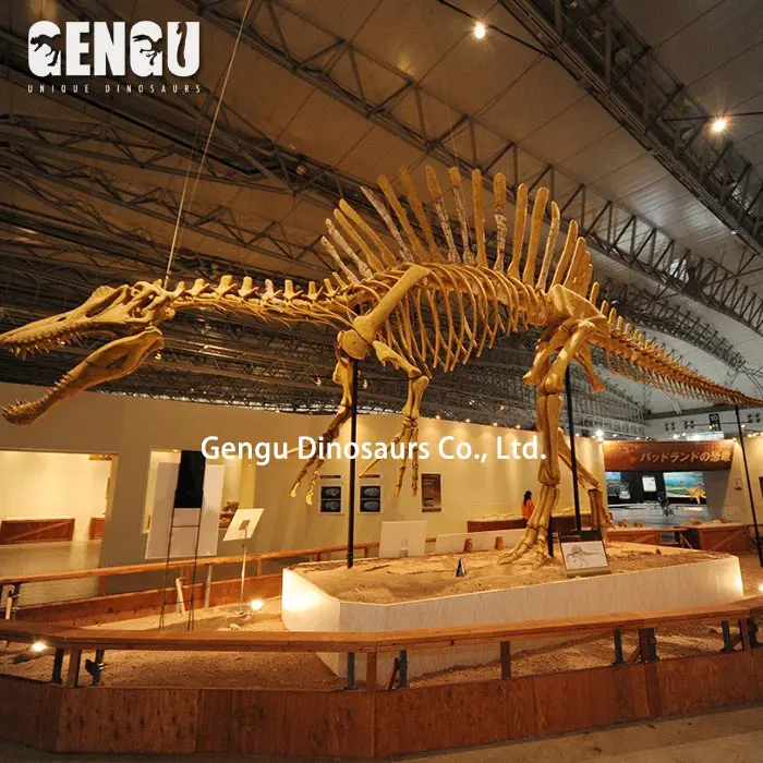 พิพิธภัณฑ์จอแสดงผลไฟเบอร์กลาสแบบจำลองโครงกระดูกไดโนเสาร์