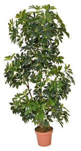 Árboles <span class=keywords><strong>bonsai</strong></span> <span class=keywords><strong>de</strong></span> interior <span class=keywords><strong>bonsai</strong></span> árbol <span class=keywords><strong>Schefflera</strong></span> artificial chino - Product Image 4