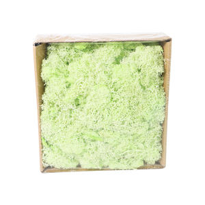 Mousse de renne stabilisée par <span class=keywords><strong>mur</strong></span> de mousse véritable fraîche naturelle de l'usine du Yunnan pour les décorations de remise des diplômes - Product Image 3