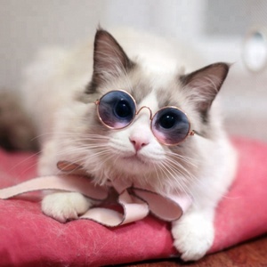 Fresh style cute amusing Pet sunglasses Retro classic <span class=keywords><strong>Circular</strong></span> Metal Prince sunglasses Travel Dog cats - Product Image 5