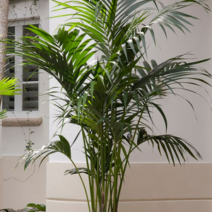Plantes artificielles en plastique de type <span class=keywords><strong>bambou</strong></span> et palmier, style déesse chinoise - Product Image 3