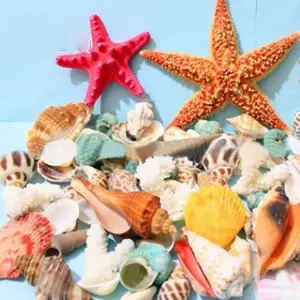 new products sea Theme Natural Colorful Shells Starfish sea decoration