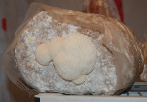 Detan Pom Pom Blanc De <span class=keywords><strong>Champignon</strong></span>/<span class=keywords><strong>Champignon</strong></span> <span class=keywords><strong>Kit</strong></span> de <span class=keywords><strong>Culture</strong></span> - Product Image 2