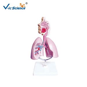 Медицинская Наука Обучающие пособия модель органов человеческого тела анатомическая дыхательная система модель образования - Product Image 2