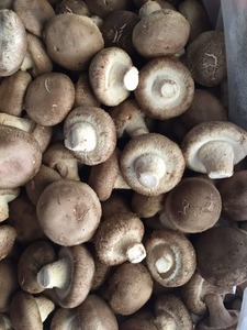 Detan Tươi <span class=keywords><strong>Shitake</strong></span> Nấm - Product Image 5