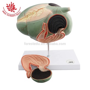 Modelo Veterinario Anatómico Educativo de Anatomía Animal, Estómago Compuesto de Buey/Vaca - Product Image 3