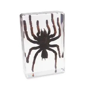 Insectos en Resina, Espécimen Real de Araña Tarántula para Pisapapeles - Product Image 1