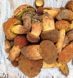 Detan <span class=keywords><strong>boletus</strong></span> frescos setas precios - Product Image 2