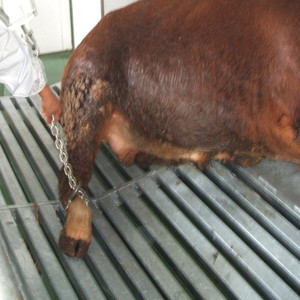 ตะขอสแตนเลสสำหรับฆ่าวัวควาย,เกี่ยวเนื้อ - Product Image 3