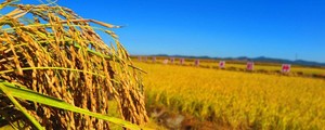 Cera de Salvado de Arroz INCI Oryza Sativa Cera - Product Image 6