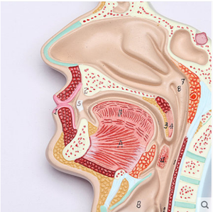 Gelsonlab HSBM-276 de alta calidad, sistema digestivo humano, modelo de la anatomía del sistema digestivo modelo - Product Image 4