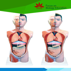 Modèle médical bandana, torso d'anatomie humaine, modèle pour le cou et le coffre - Product Image 4