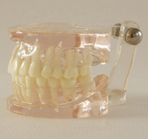 Dentale denti Trasparente modello <span class=keywords><strong>Standard</strong></span> - Product Image 2