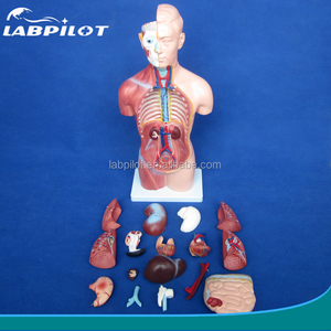 Modelo torso sem sexo de 42cm com orgânicos internos 18 peças, modelo anatômico de torso