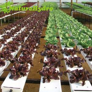 Fabrik liefert Hidroponik Nft Erdbeer produktion Hydro ponik - Product Image 2