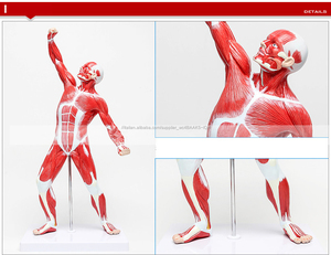 Di alta qualità di arte modello muscolare/Medico modello di spiegazione/muscolo del corpo umano modello - Product Image 3